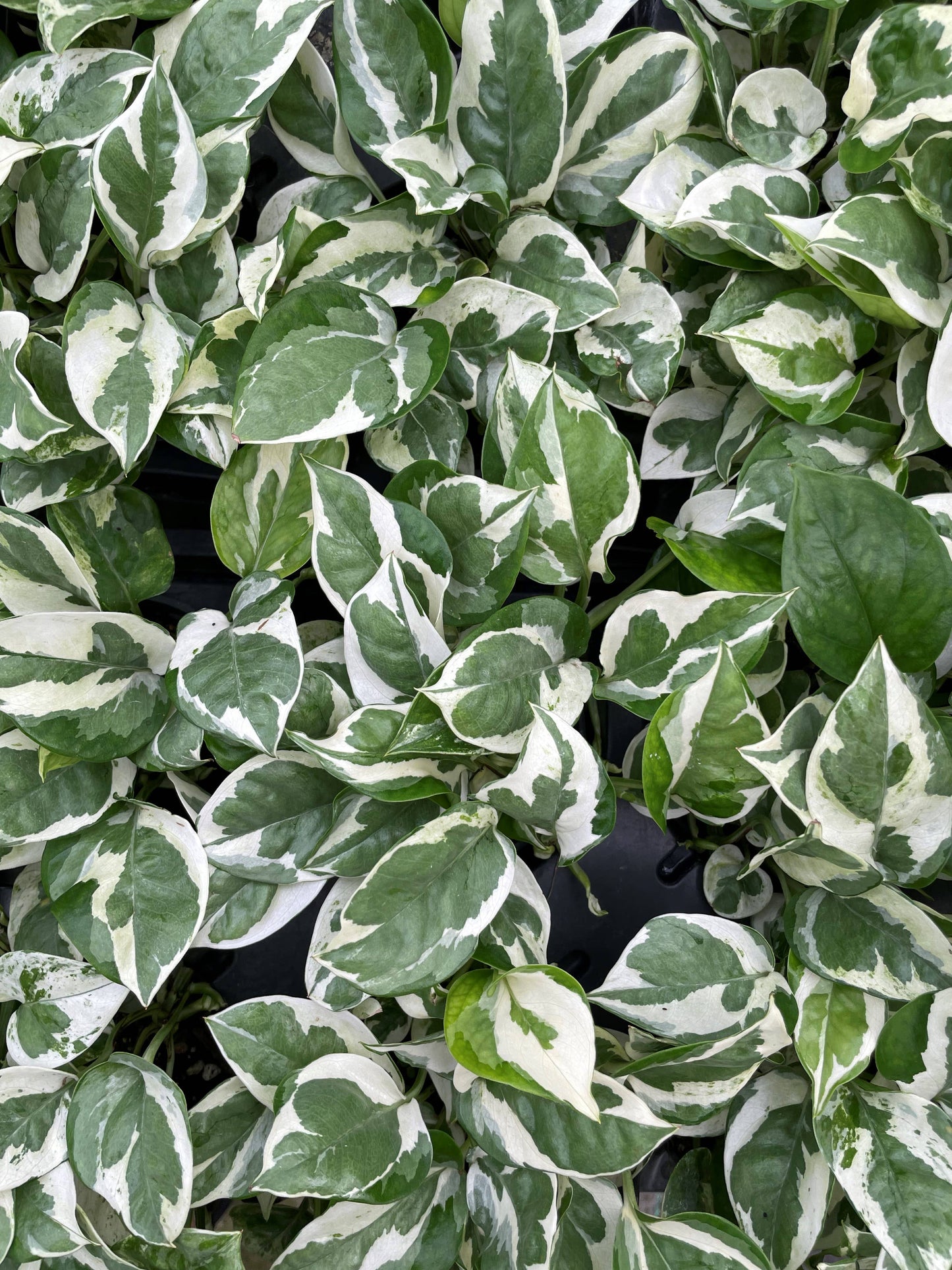 Pearls and Jade Pothos - Live Plant