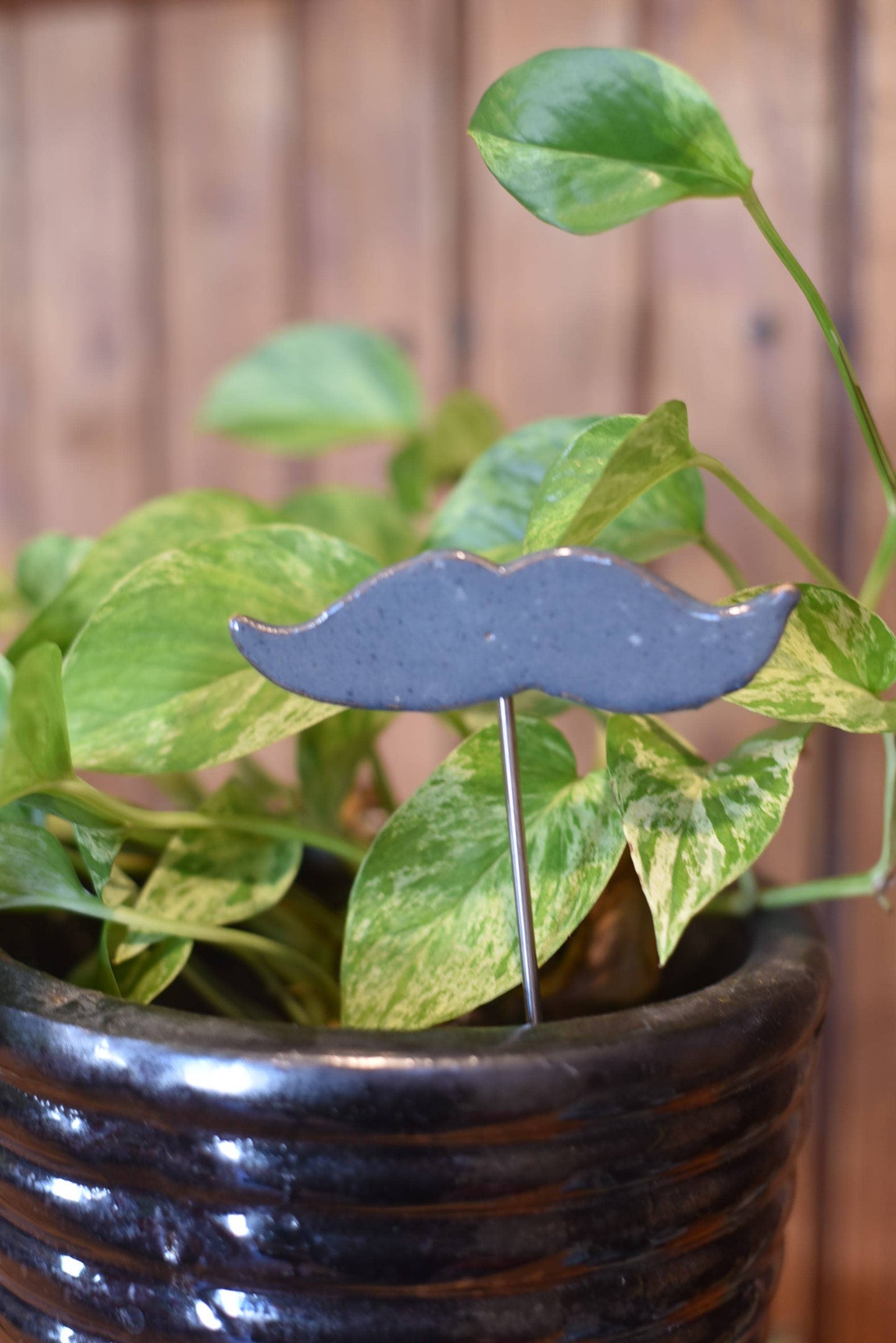 Plant Buddies - Mustache