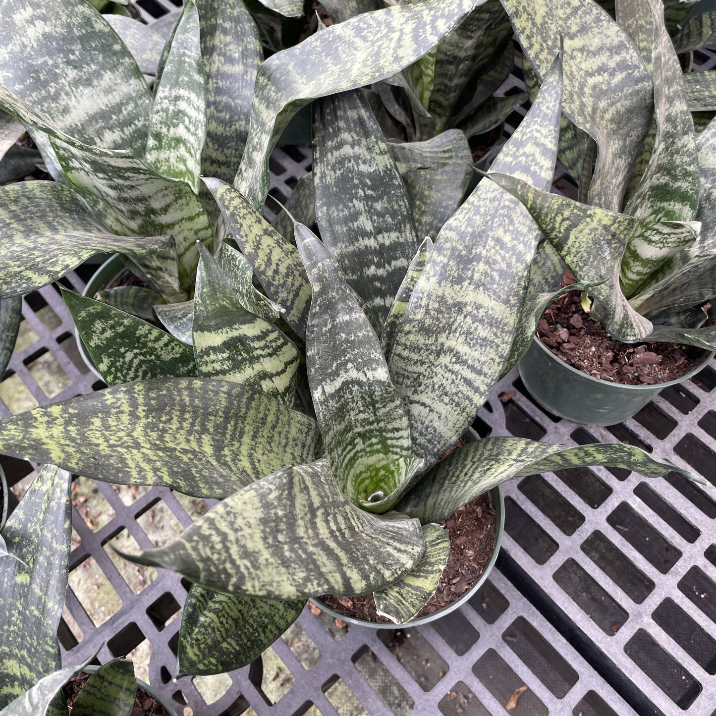 Snake 'Zeylancia', Snake Plant - Live Plant