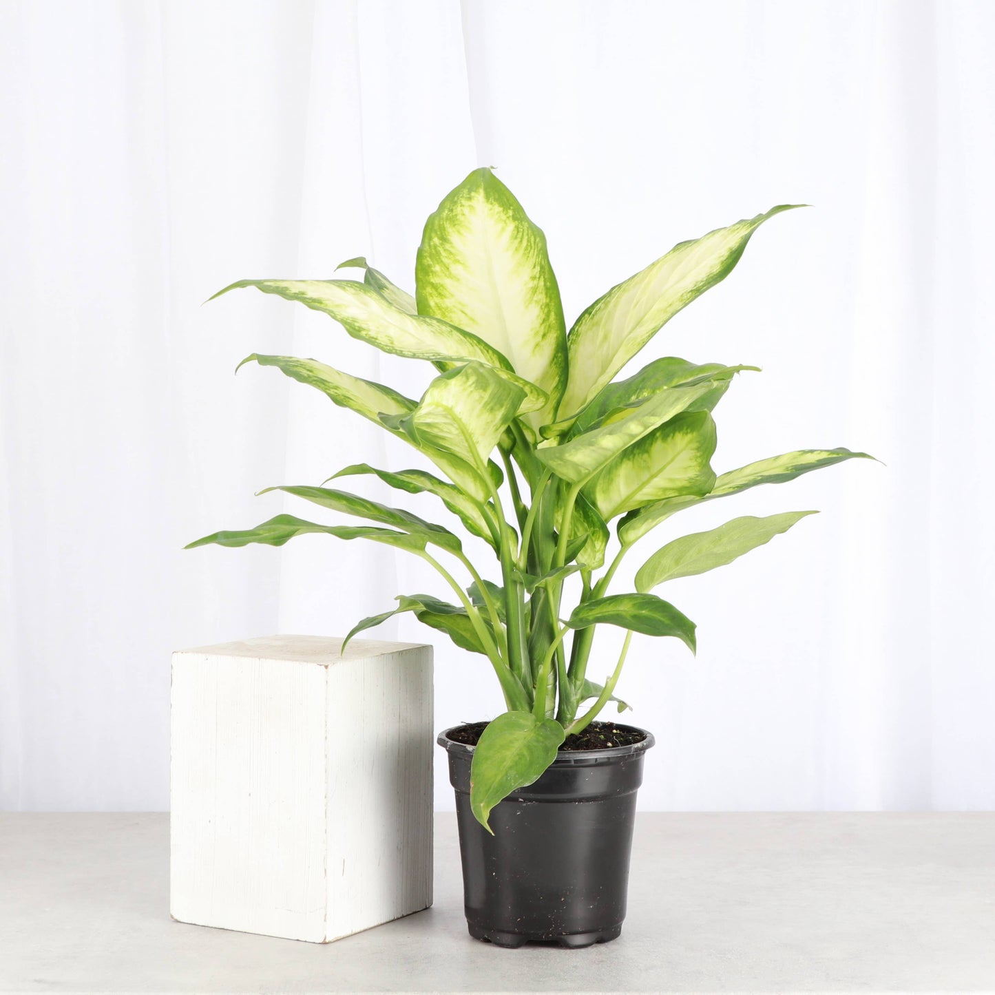 Dieffenbachia - Live Plant