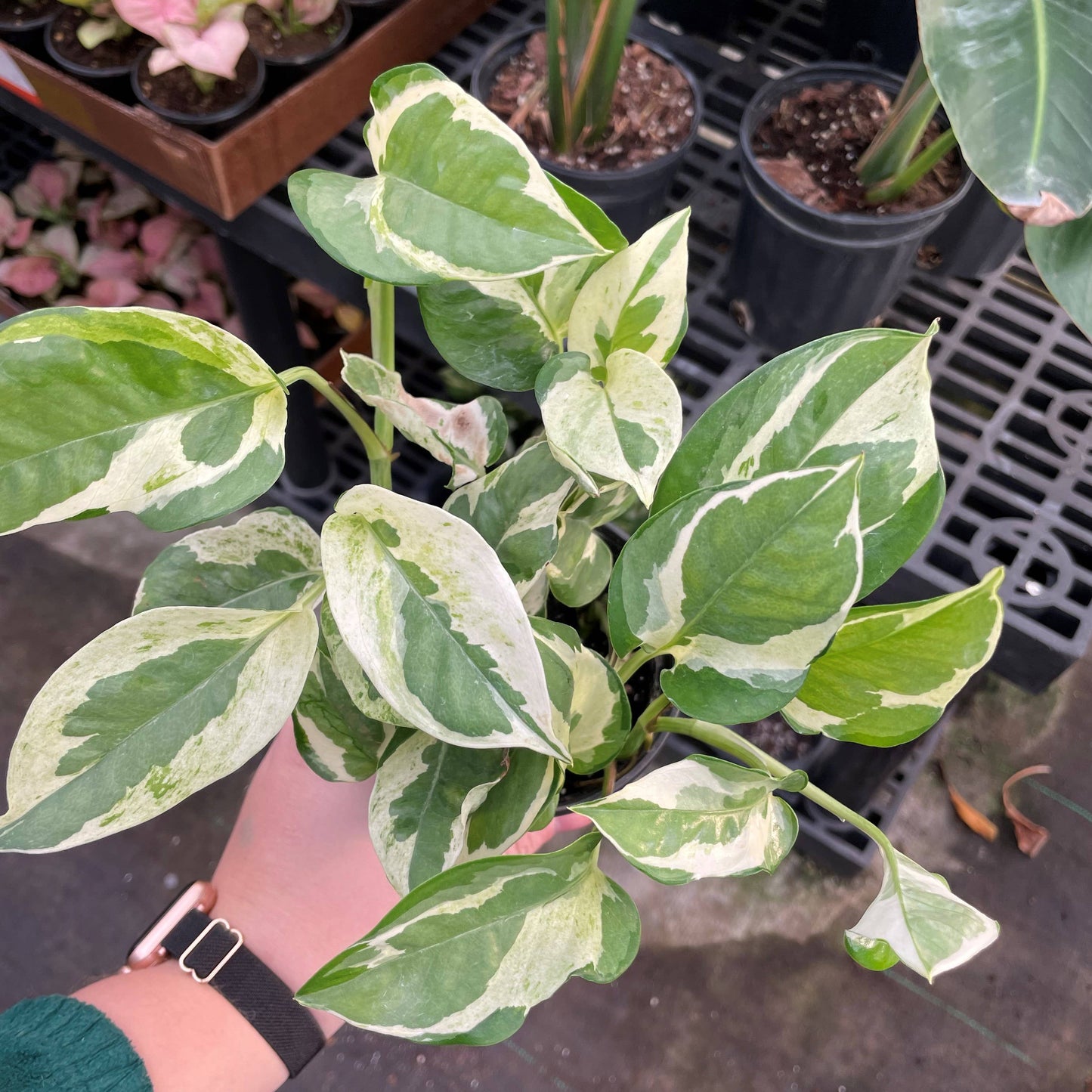Pearls and Jade Pothos - Live Plant