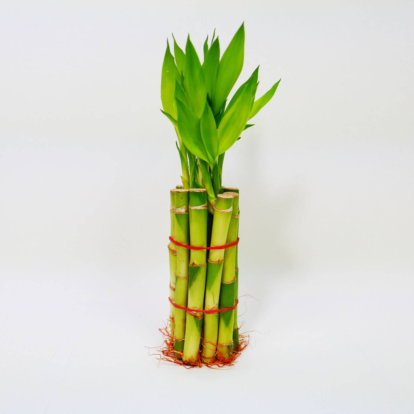 8" Straight Lucky Bamboo Stalk Bundle