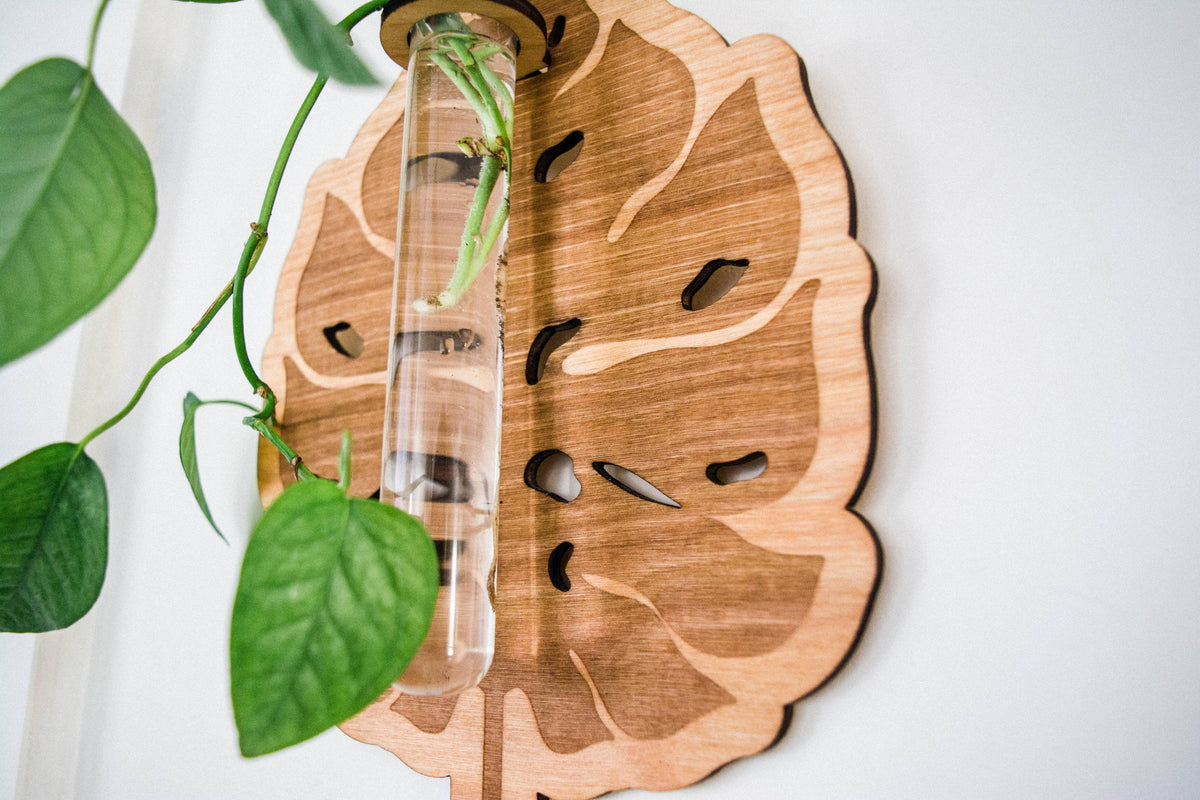 Monstera Deliciosa Plant Hanging Planter Propagation Station