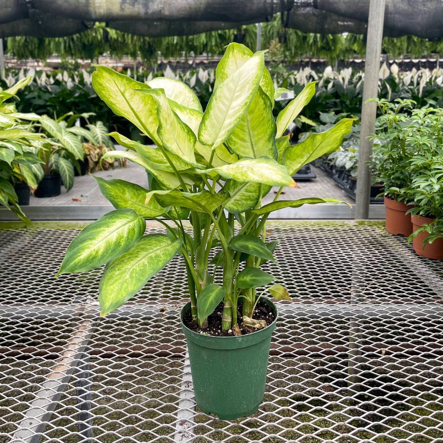Dieffenbachia - Live Plant