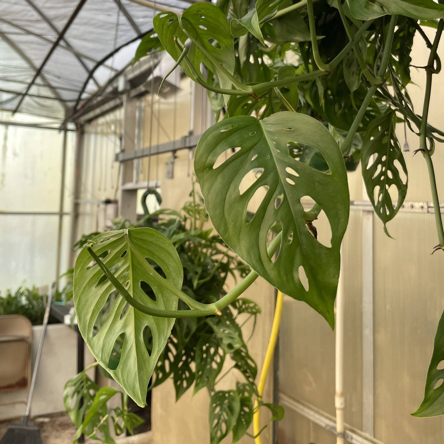 Swiss Cheese Hanging Basket - 8" Live Plant