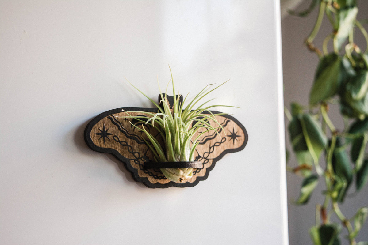 Lunar Moth Airplant Holder Wooden Magnet