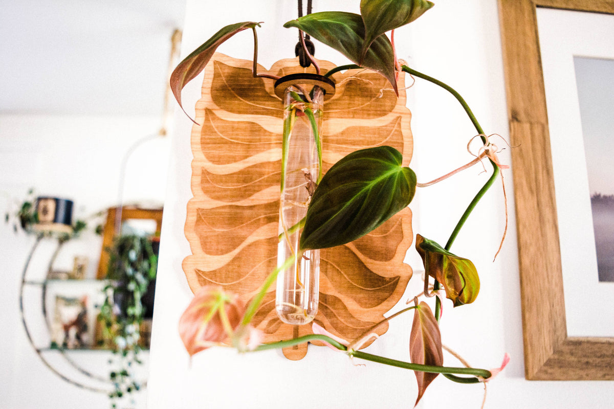 Philodendron Leaf Plant Hanging Planter Propagation Station