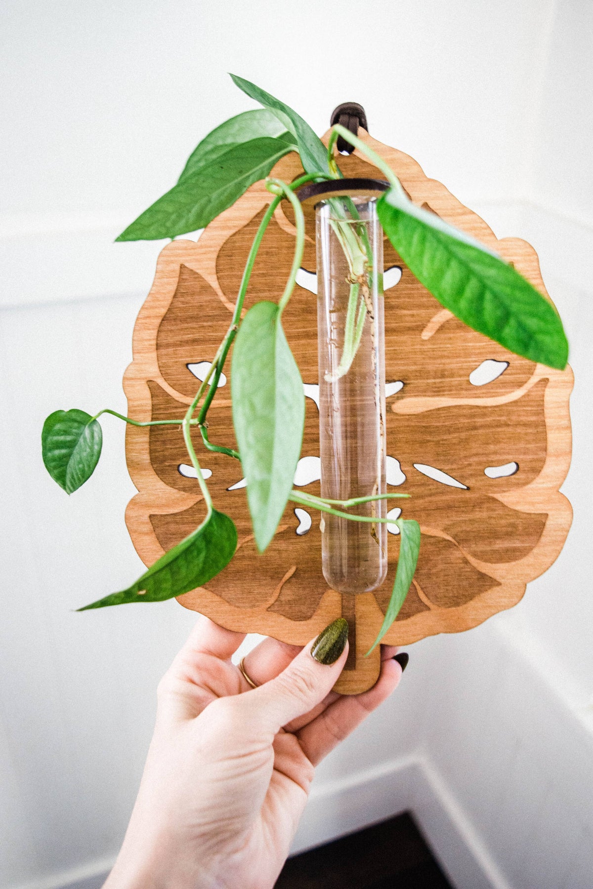 Monstera Deliciosa Plant Hanging Planter Propagation Station