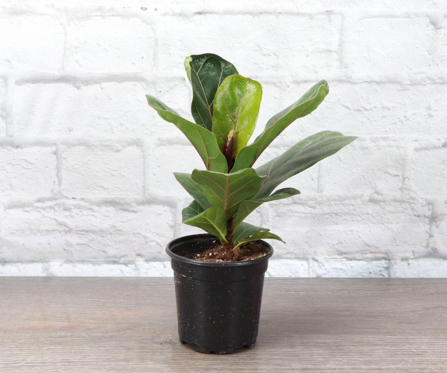 Fiddle Leaf Fig Plant - Live Plant