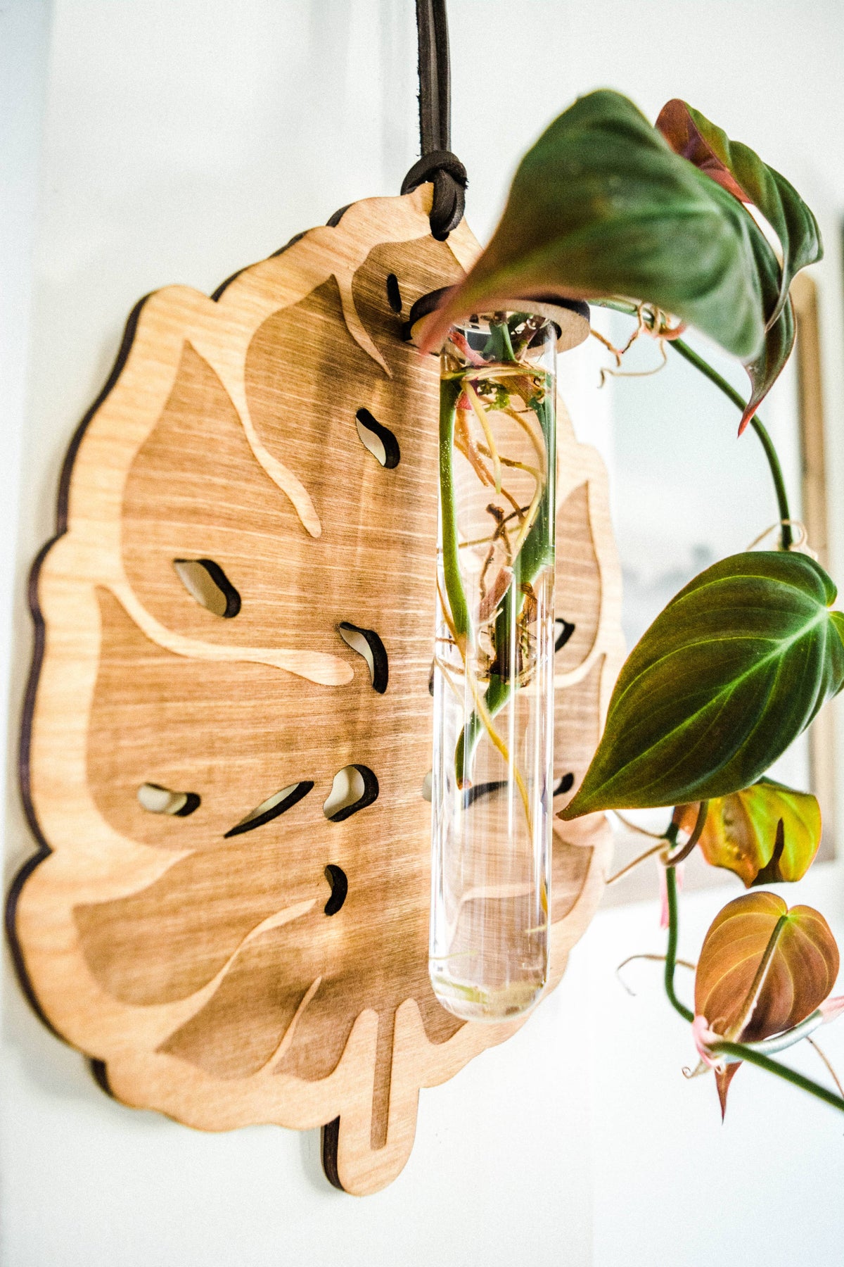 Monstera Deliciosa Plant Hanging Planter Propagation Station