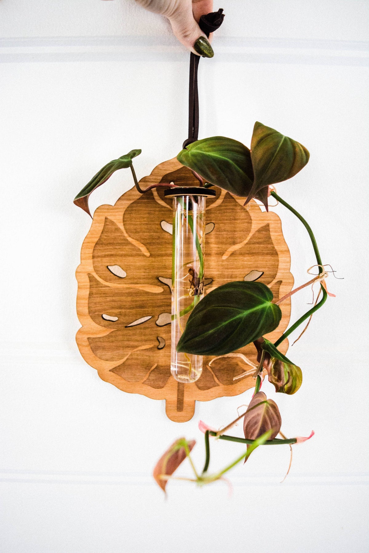 Monstera Deliciosa Plant Hanging Planter Propagation Station