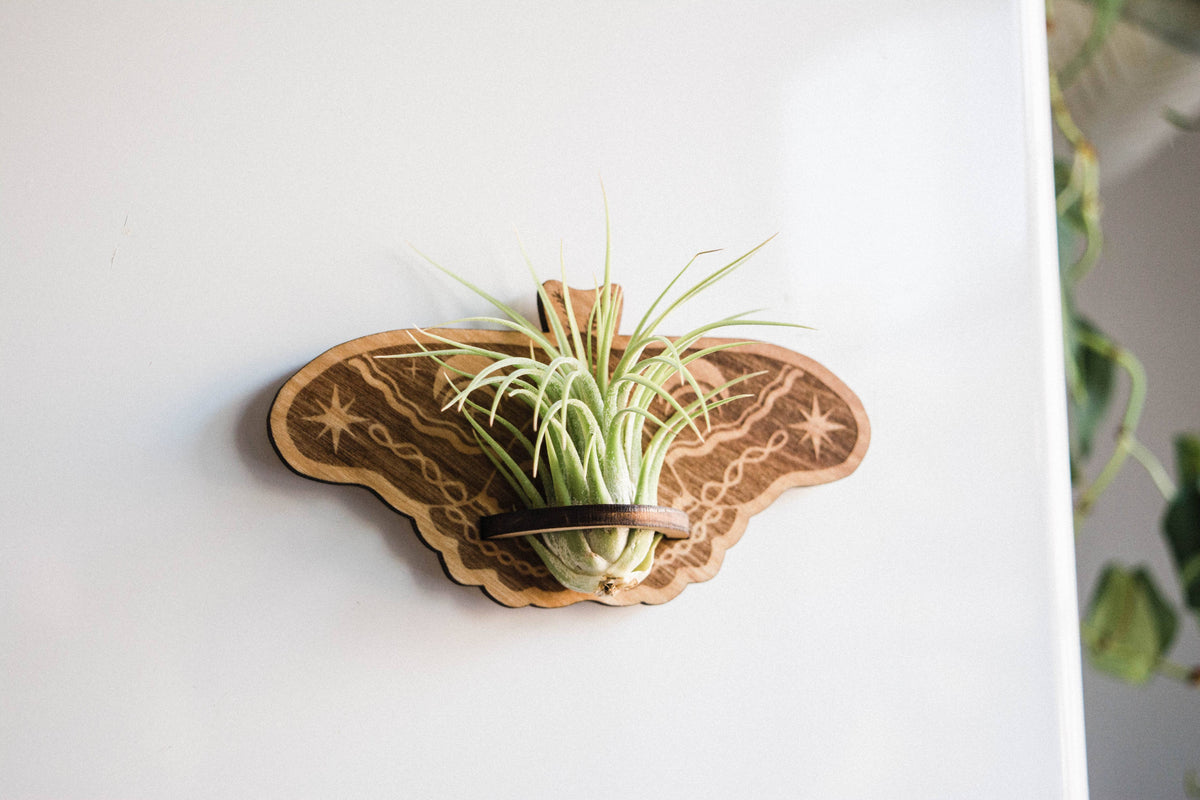 Lunar Moth Airplant Holder Wooden Magnet