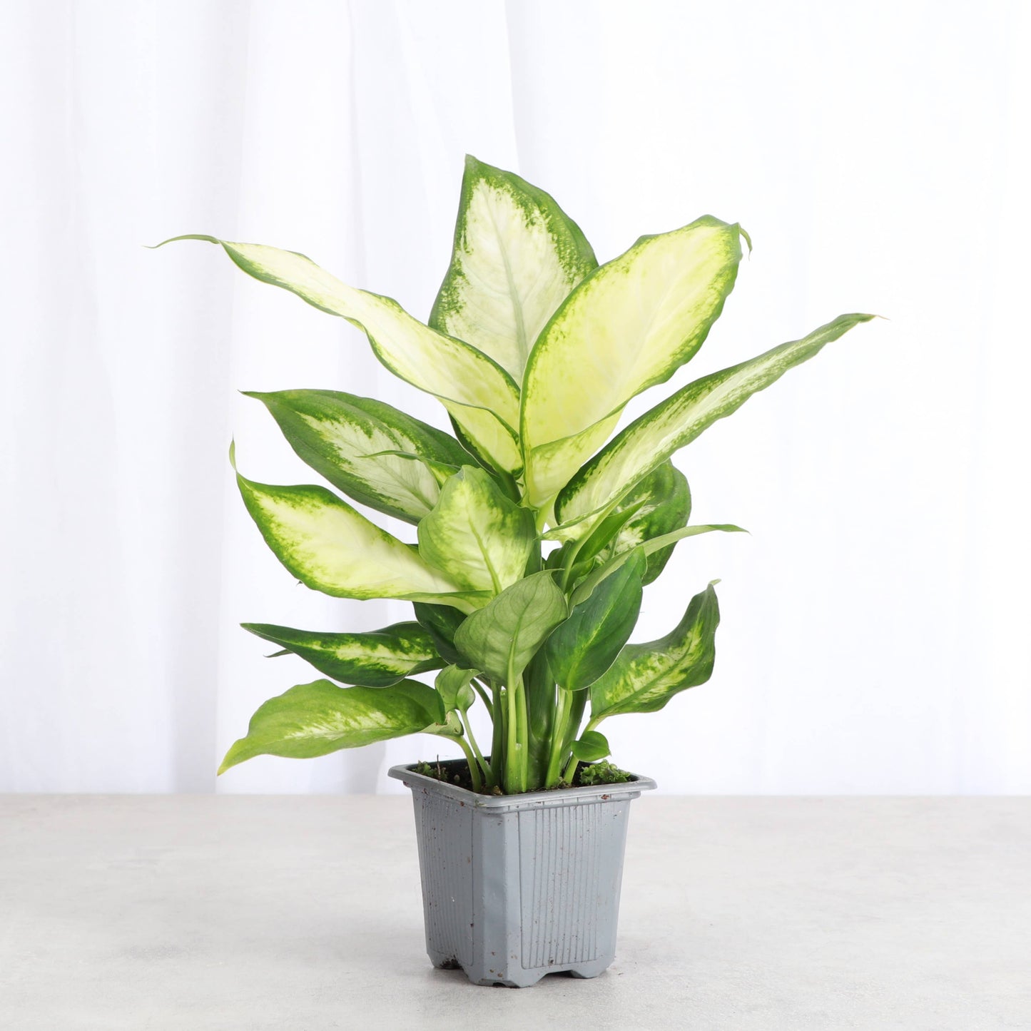 Dieffenbachia - Live Plant