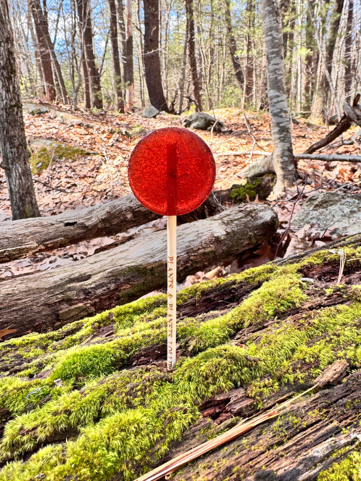 Plants & Planets Lollipops - Strawberry Hibiscus Rose- Venus
