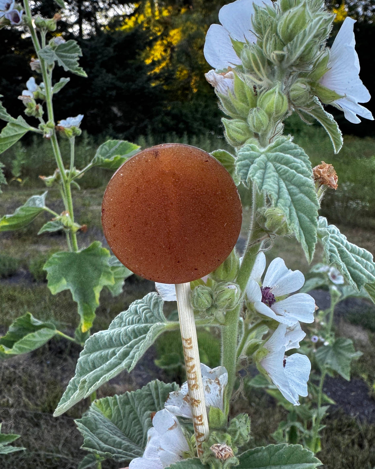 Plants & Planets Lollipops - Blackberry Moon