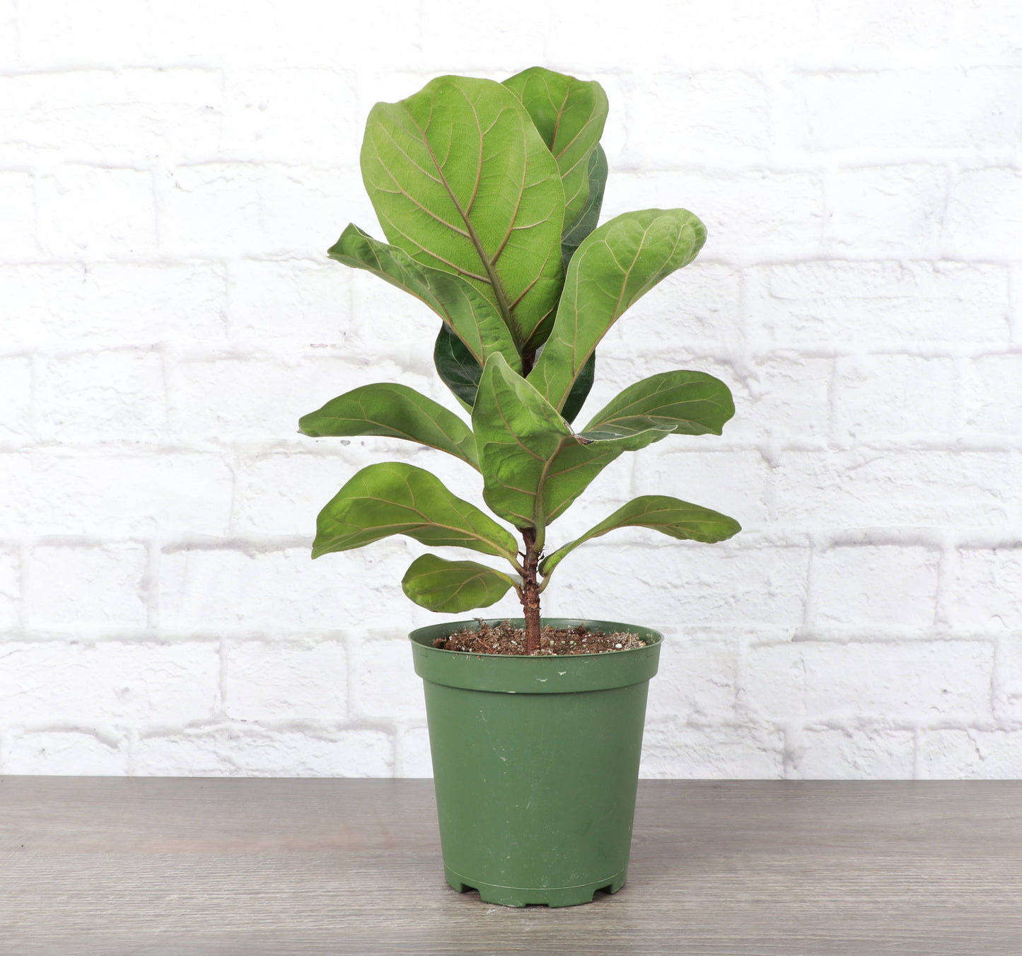 Fiddle Leaf Fig Plant - Live Plant