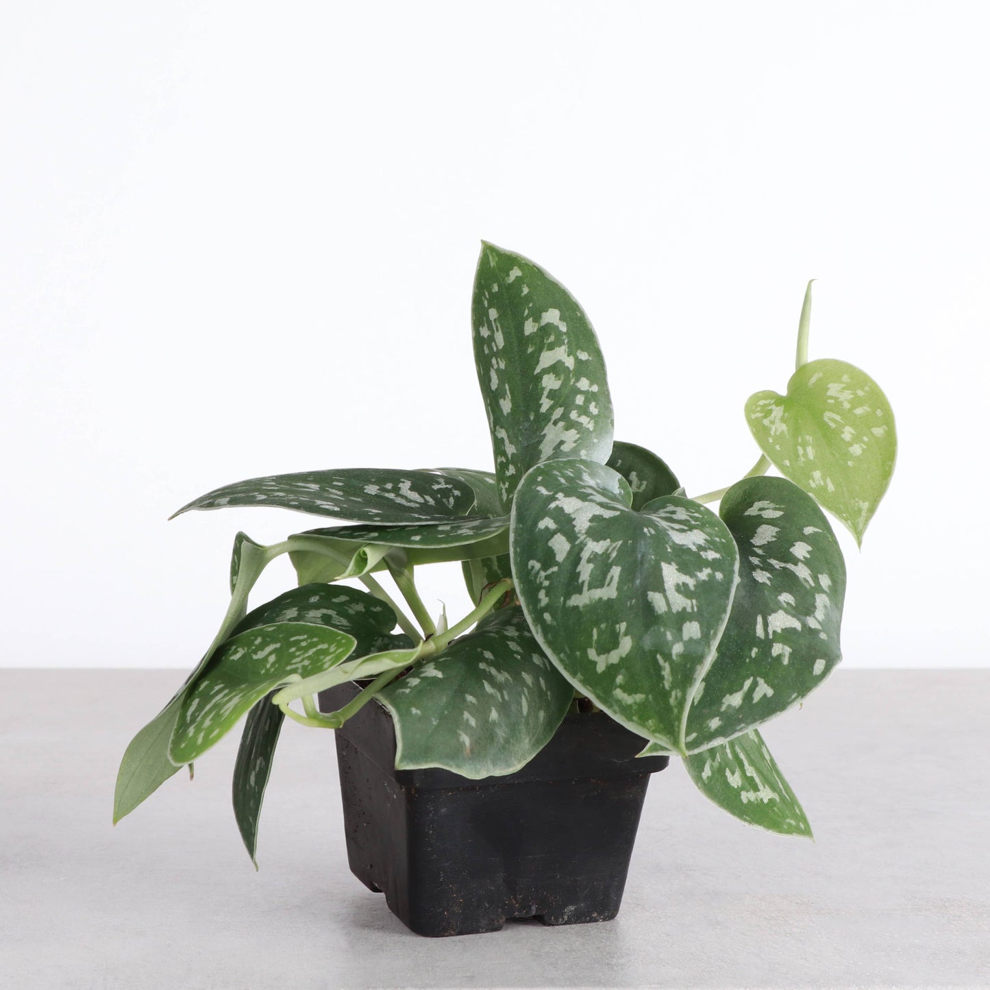 Satin Pothos, Scindapsus Pictus - Live Plant