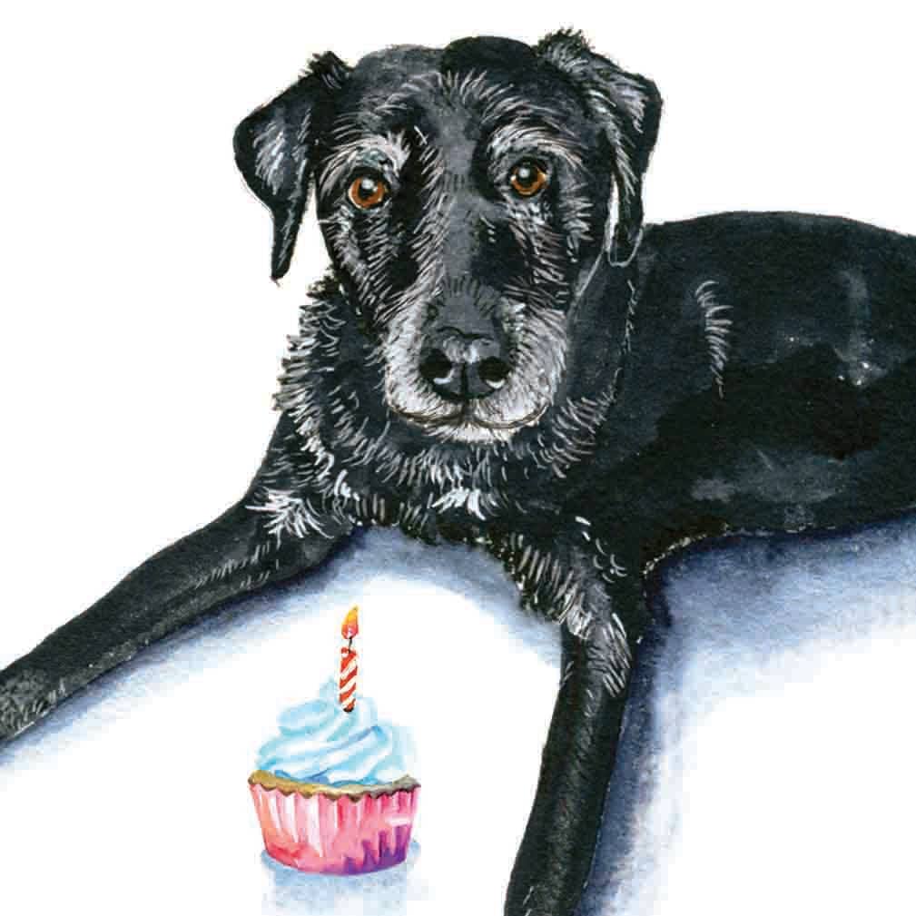 Old Live Matter Senior Black Lab Dog Birthday Card