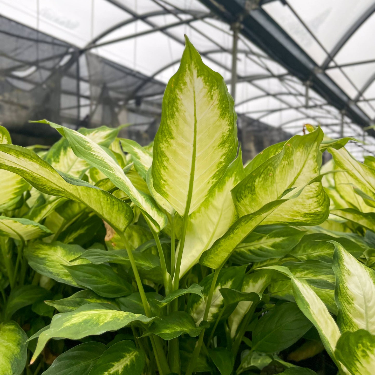 Dieffenbachia - Live Plant