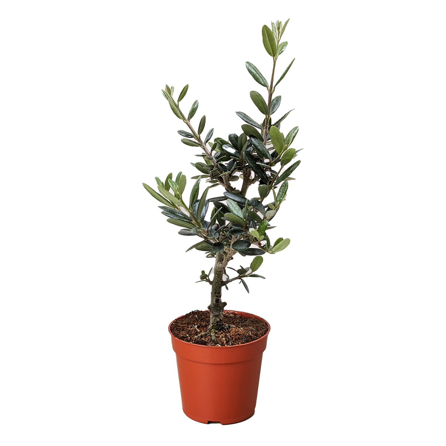 Common Olive Tree (Olea europaea)