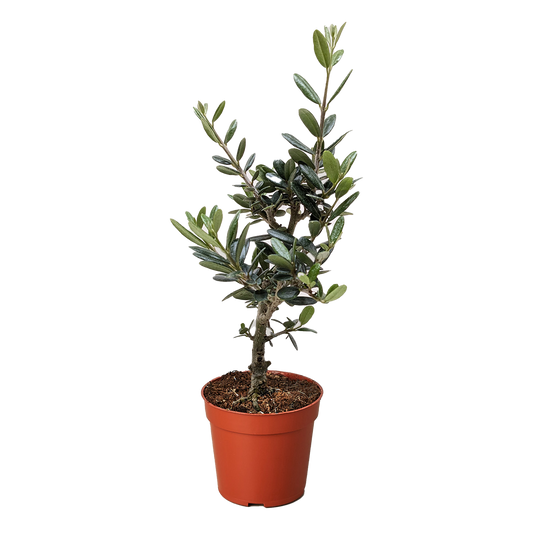 Common Olive Tree (Olea europaea)