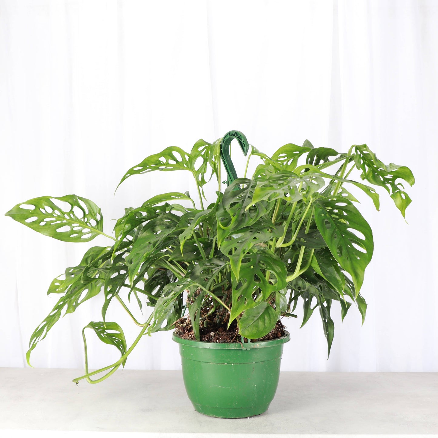 Swiss Cheese Hanging Basket - 8" Live Plant