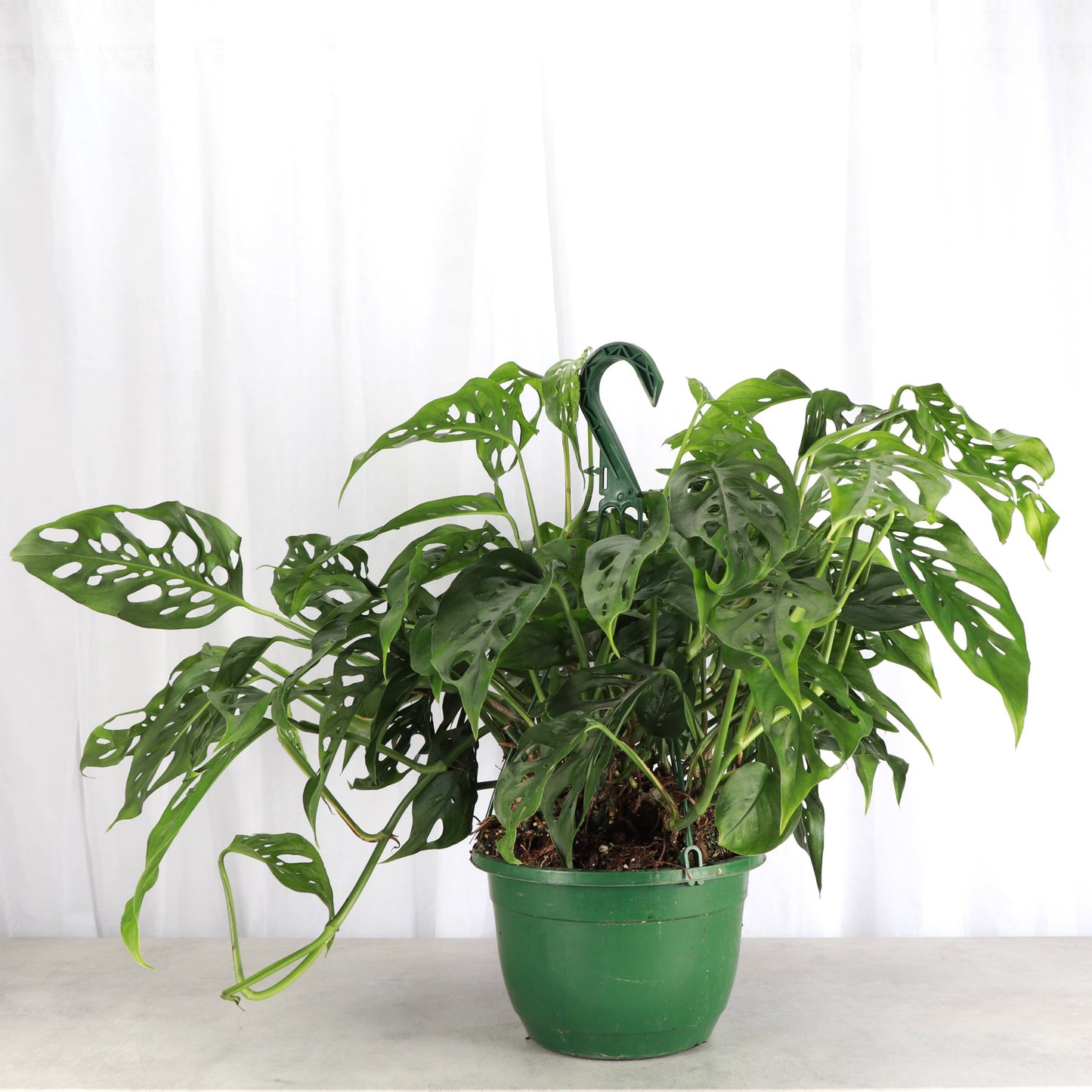 Swiss Cheese Hanging Basket - 8" Live Plant