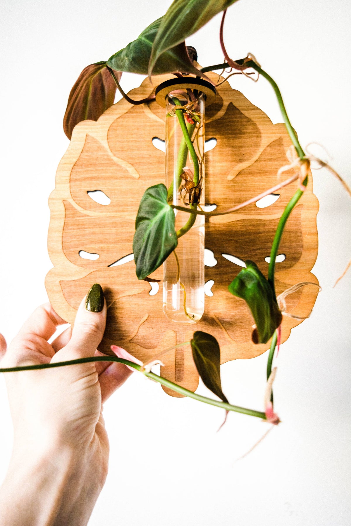 Monstera Deliciosa Plant Hanging Planter Propagation Station