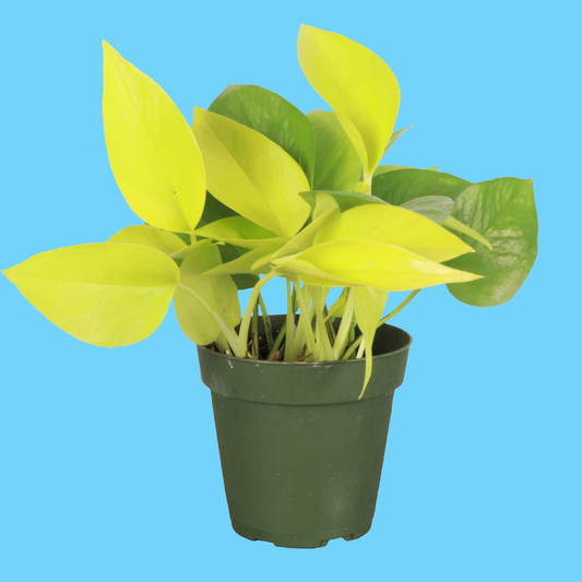 Neon Pothos Plant - Live Plant