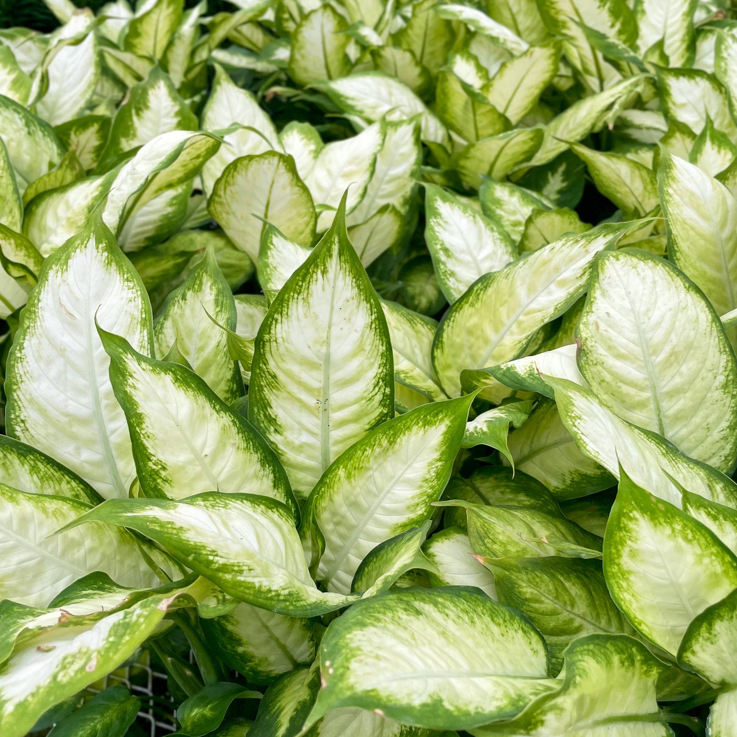 Dieffenbachia - Live Plant
