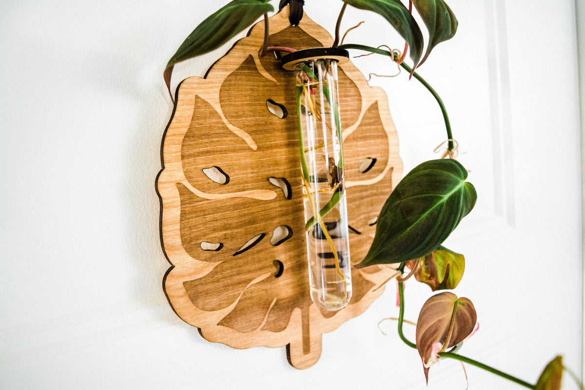 Monstera Deliciosa Plant Hanging Planter Propagation Station