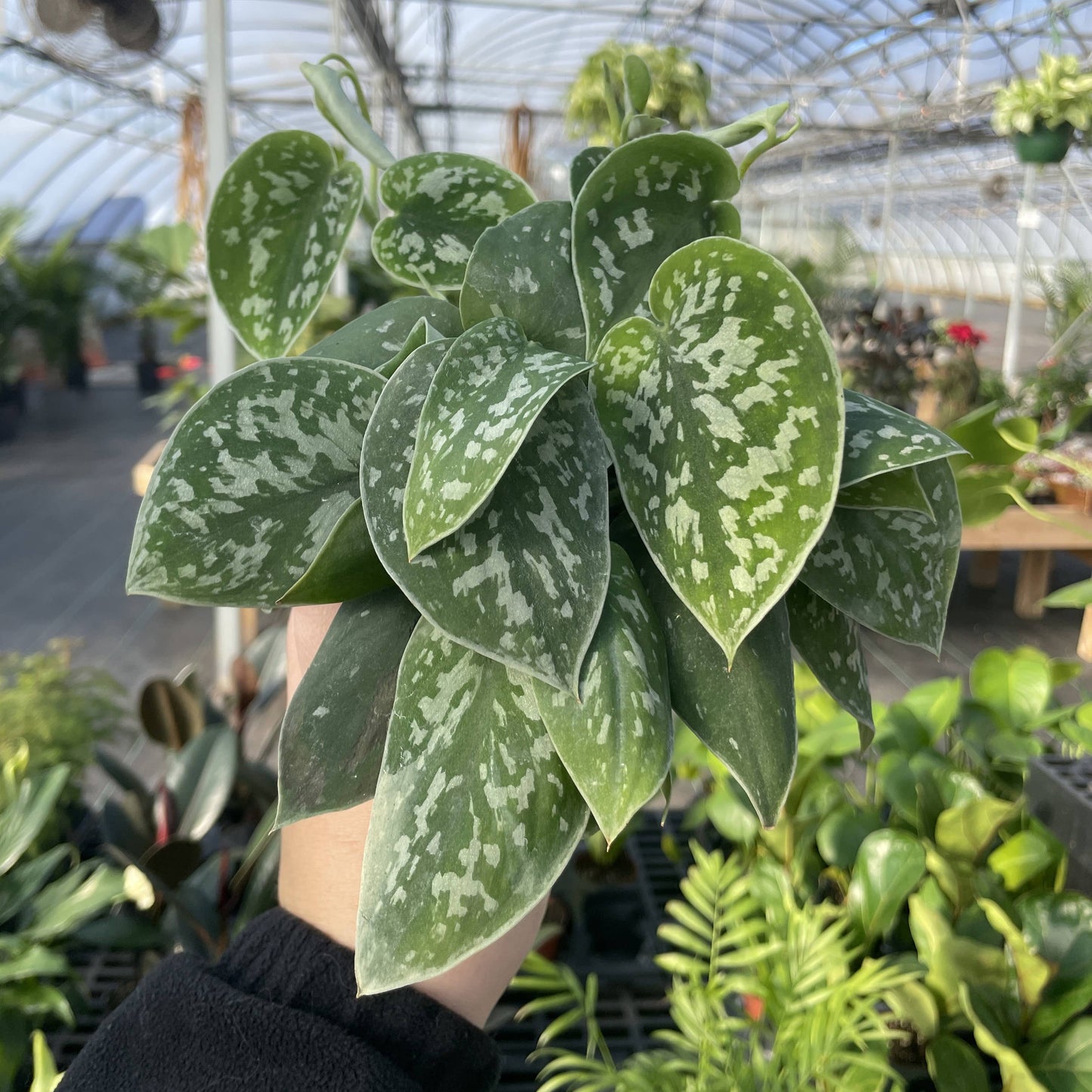Satin Pothos, Scindapsus Pictus - Live Plant