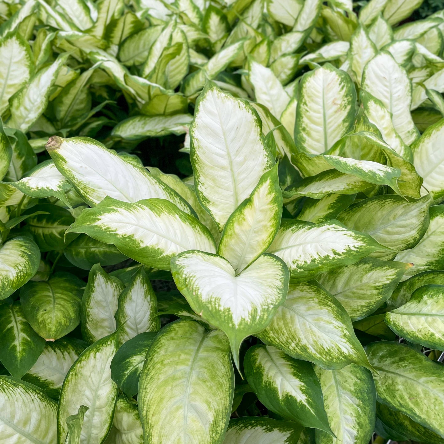 Dieffenbachia - Live Plant