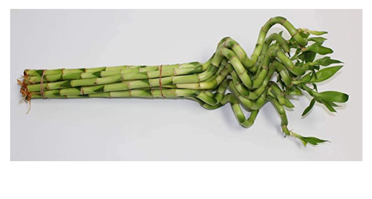 14-16" Corkscrew Lucky Bamboo Stalk Bundle