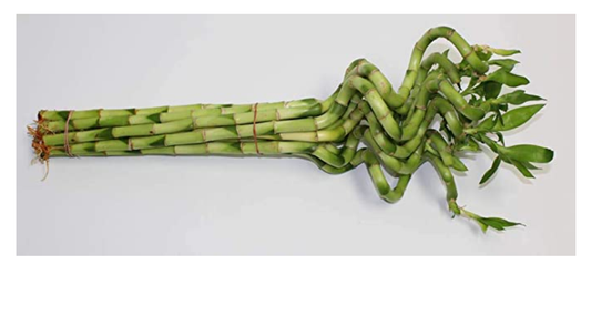 14-16" Corkscrew Lucky Bamboo Stalk Bundle