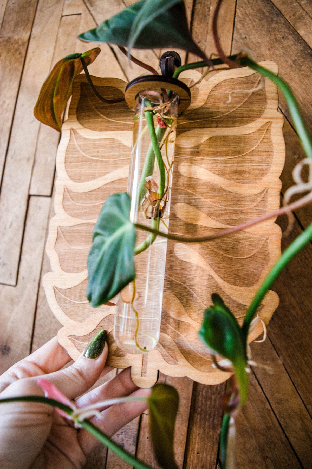 Philodendron Leaf Plant Hanging Planter Propagation Station
