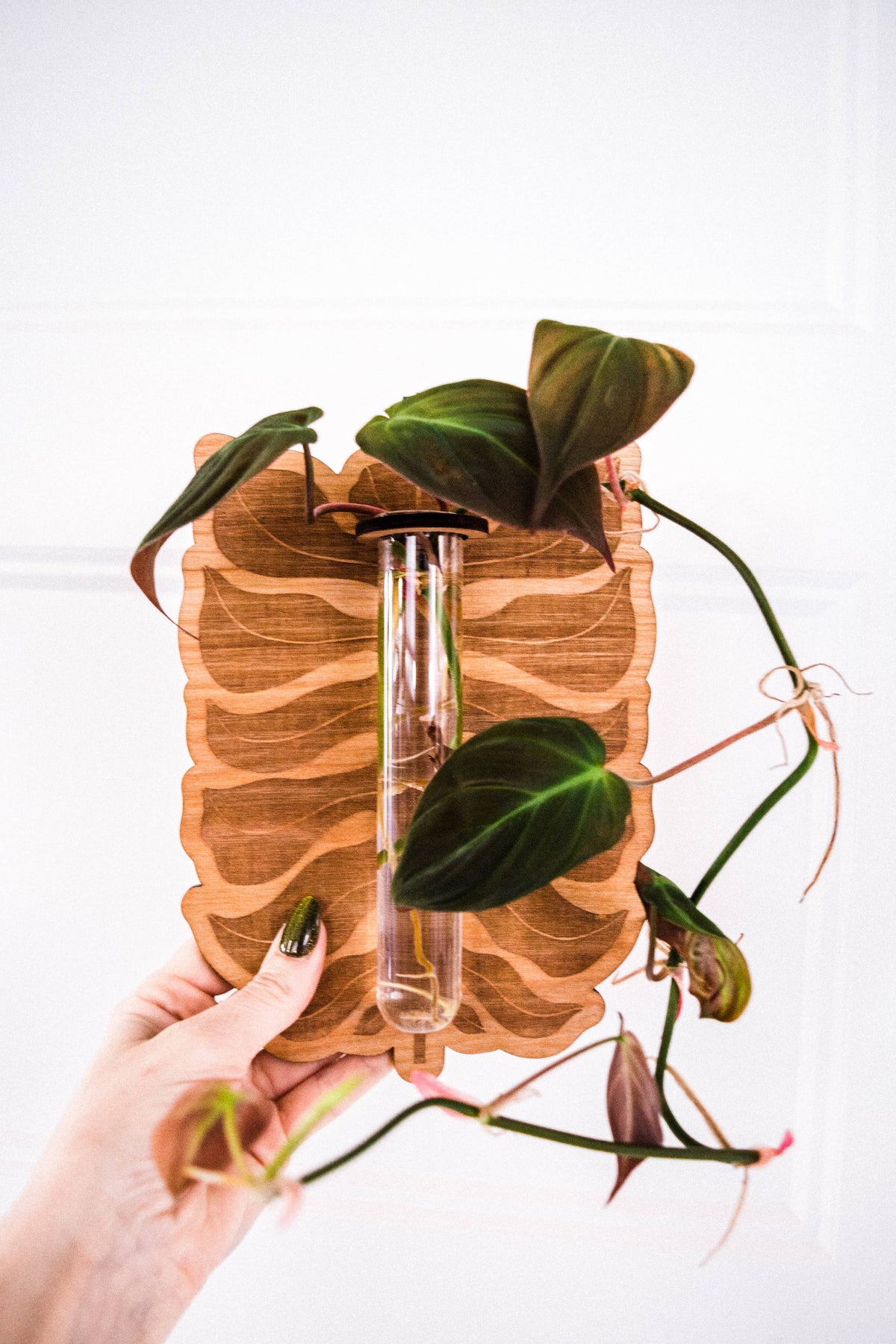 Philodendron Leaf Plant Hanging Planter Propagation Station
