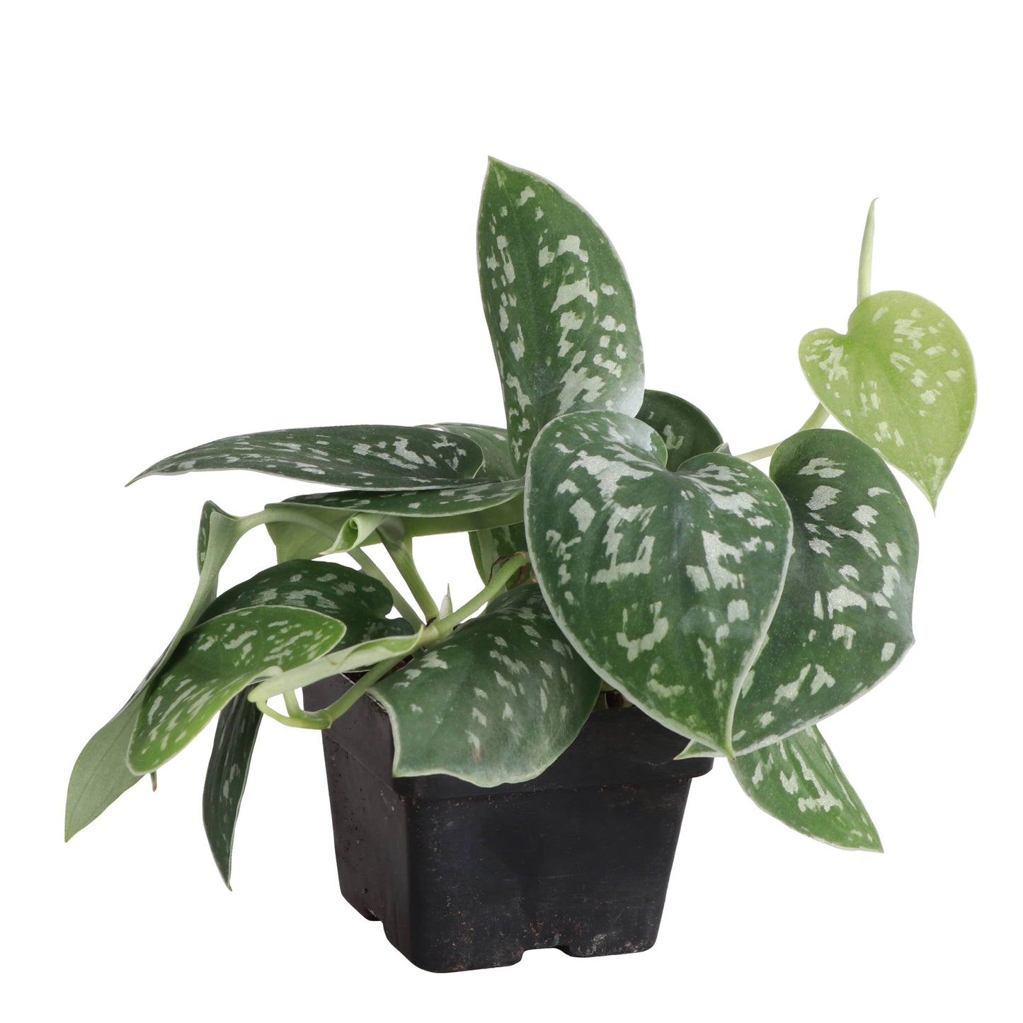 Satin Pothos, Scindapsus Pictus - Live Plant