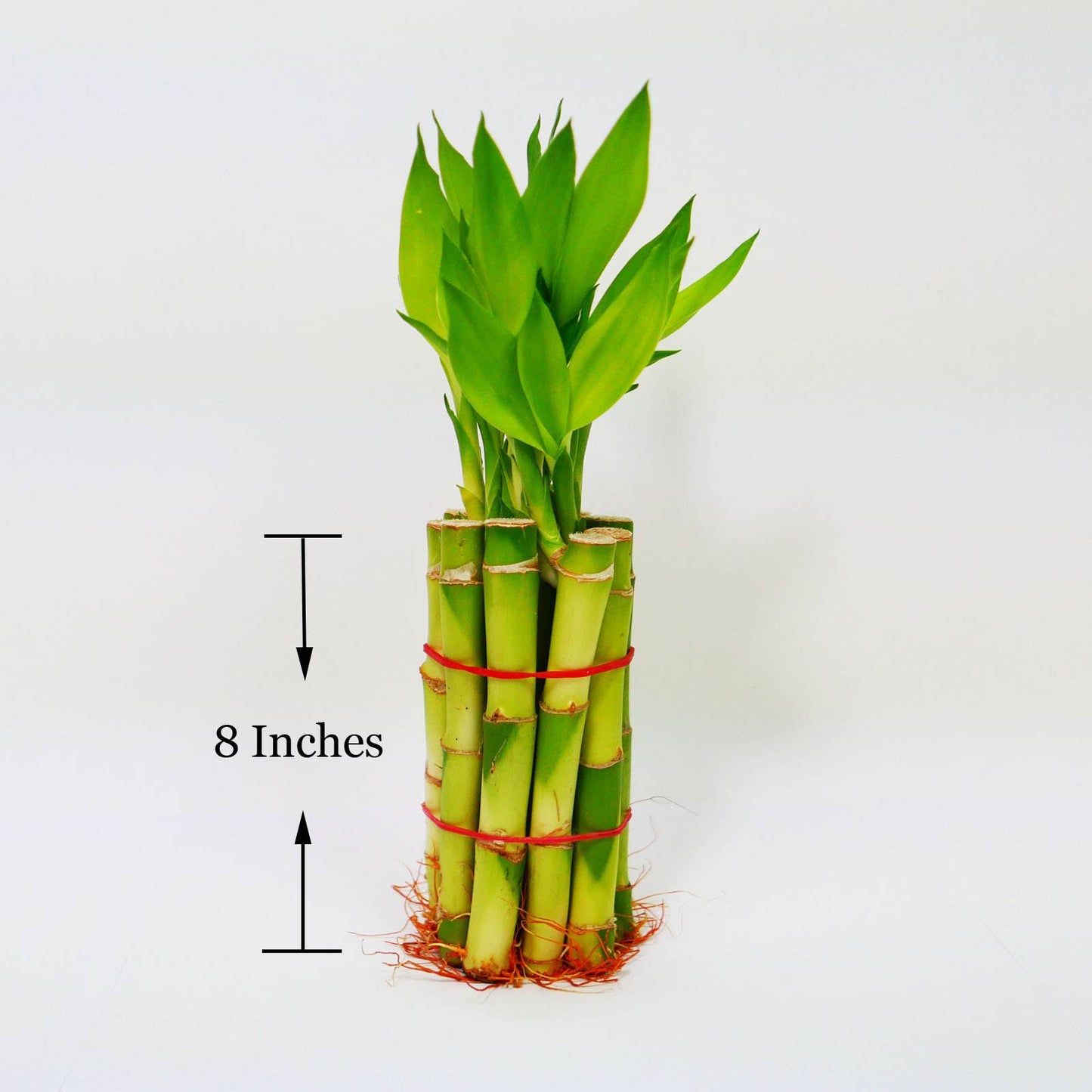 8" Straight Lucky Bamboo Stalk Bundle