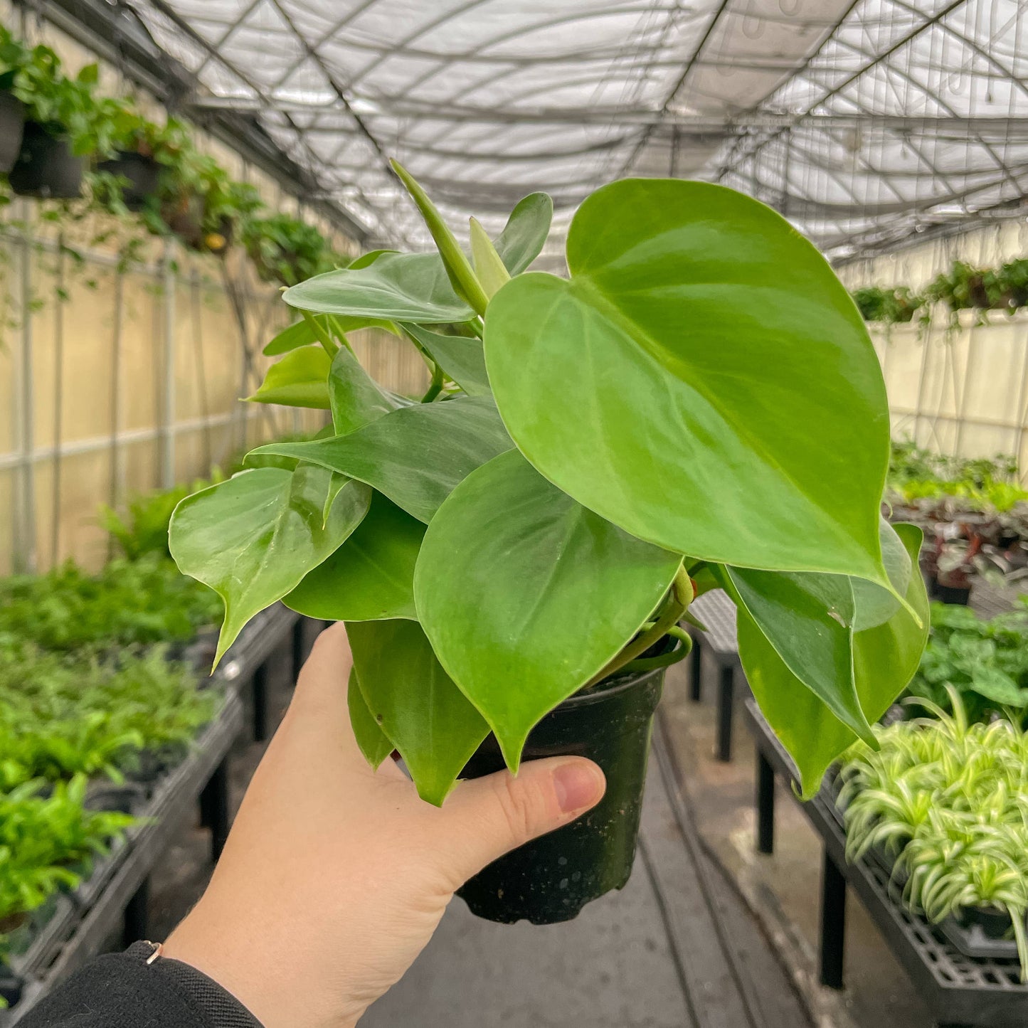 Heartleaf Philodendron - Live Plant