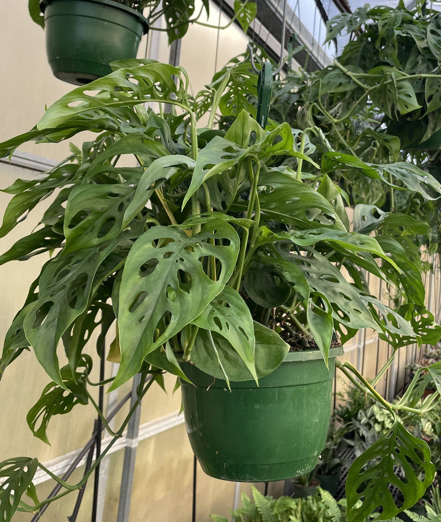 Swiss Cheese Hanging Basket - 8" Live Plant
