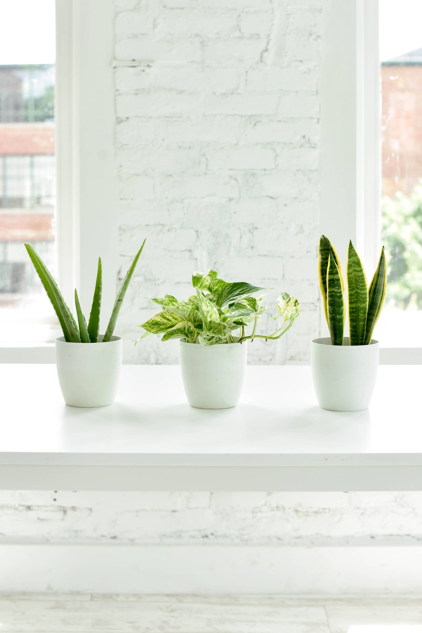 Marble Queen Pothos Plant - Live Plant