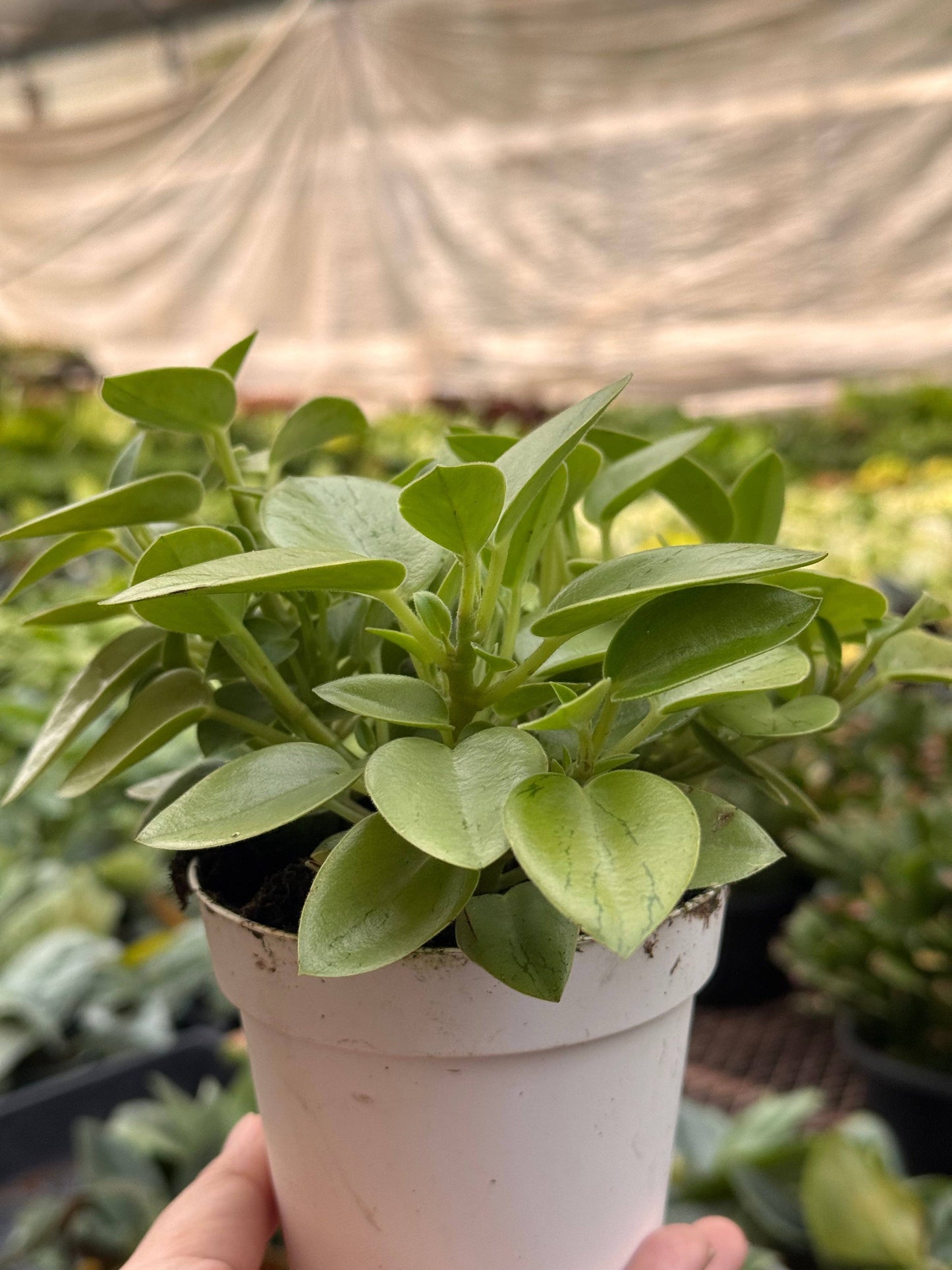 Peperomia 'Pixie Lime’