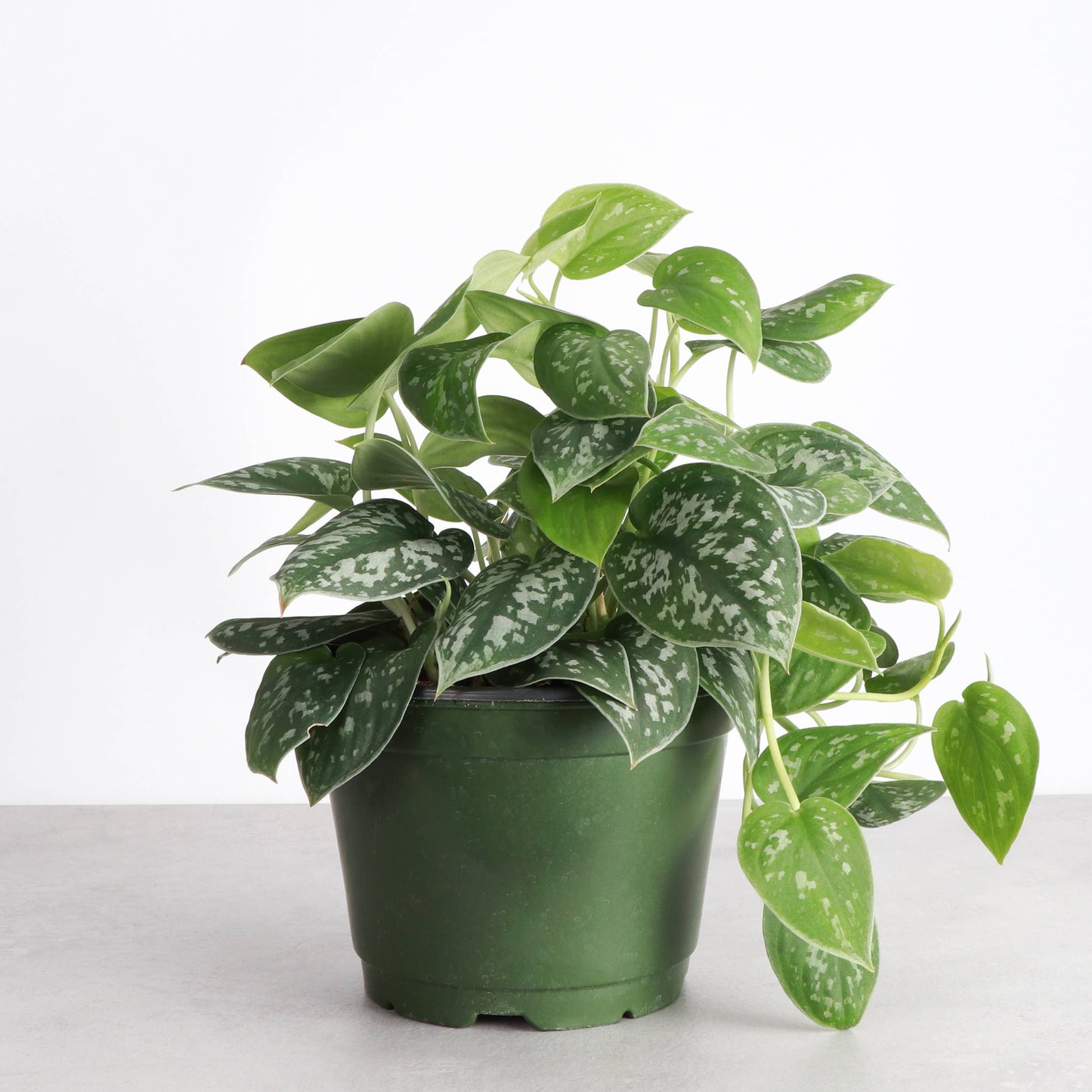Satin Pothos, Scindapsus Pictus - Live Plant