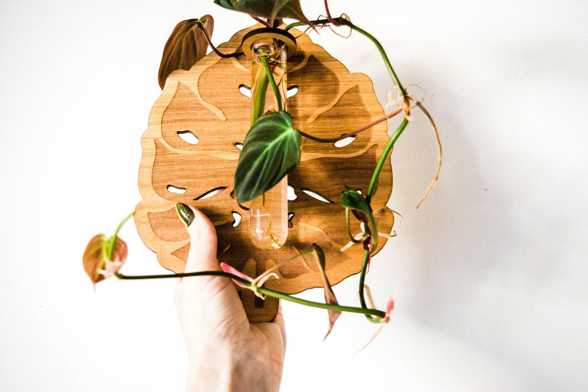 Monstera Deliciosa Plant Hanging Planter Propagation Station