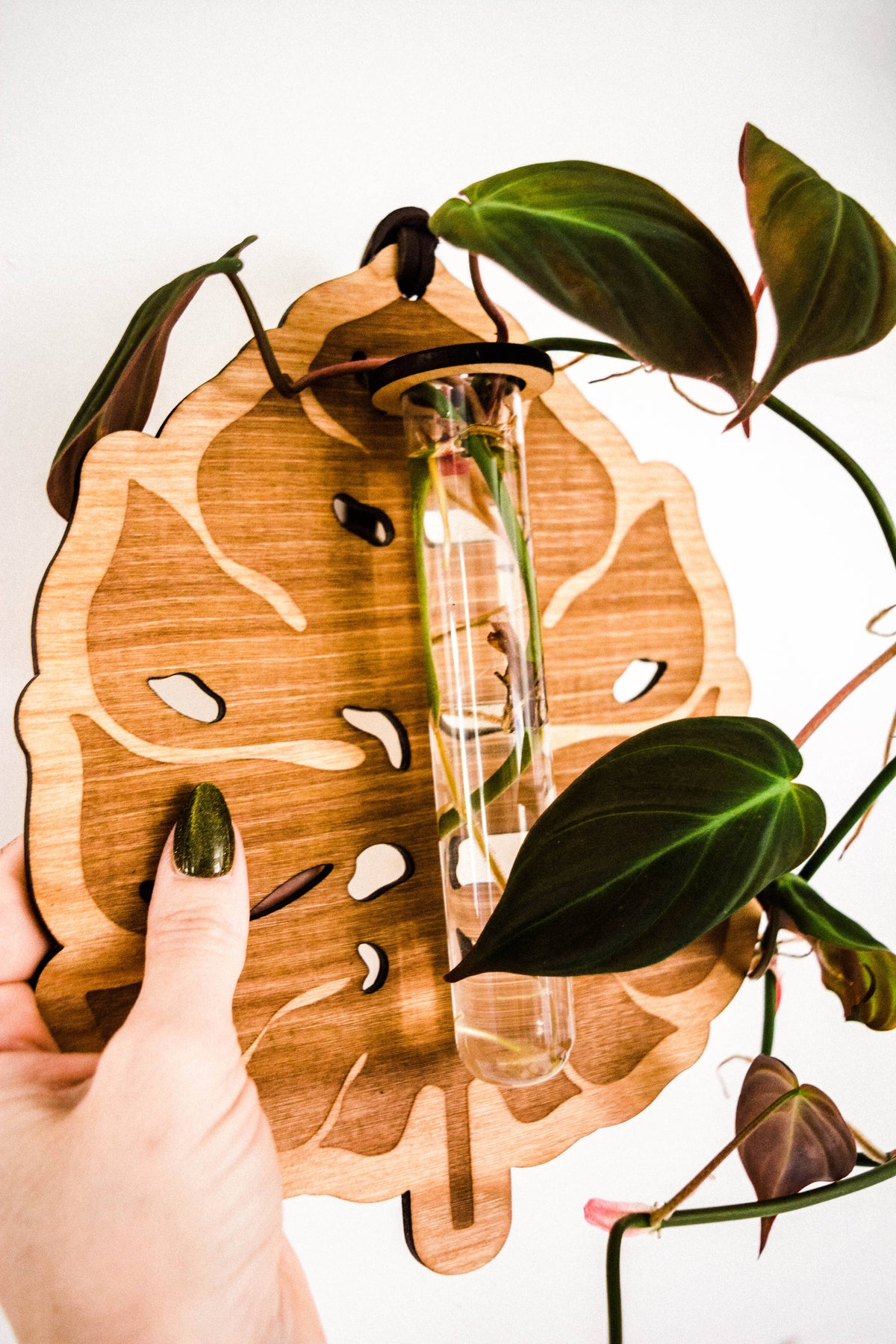 Monstera Deliciosa Plant Hanging Planter Propagation Station
