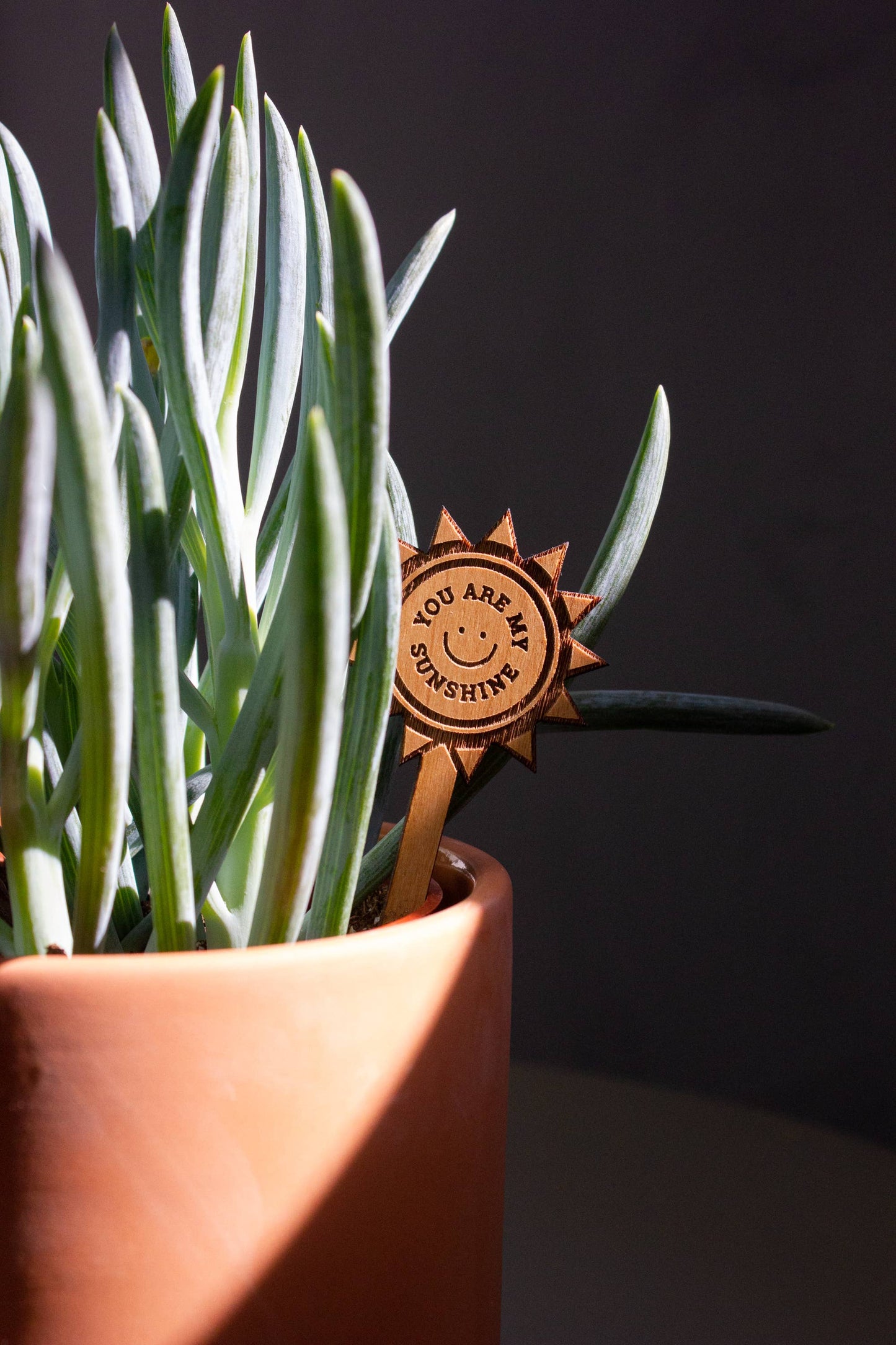 You Are My Sunshine Wood Plant Pick