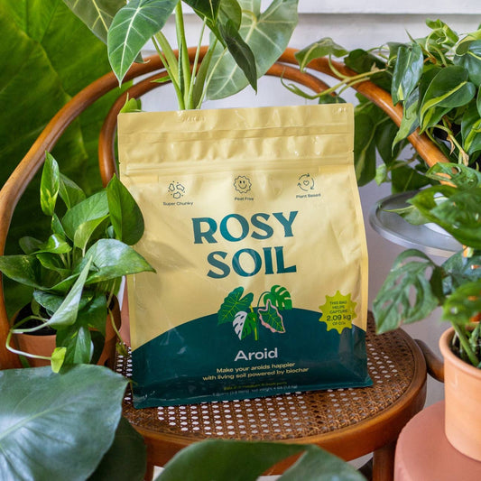 4qt Organic Aroid Mix for Indoor Plants