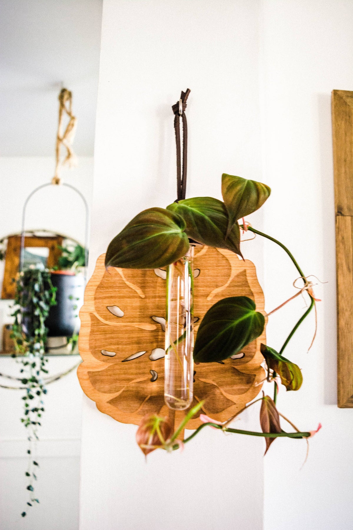 Monstera Deliciosa Plant Hanging Planter Propagation Station