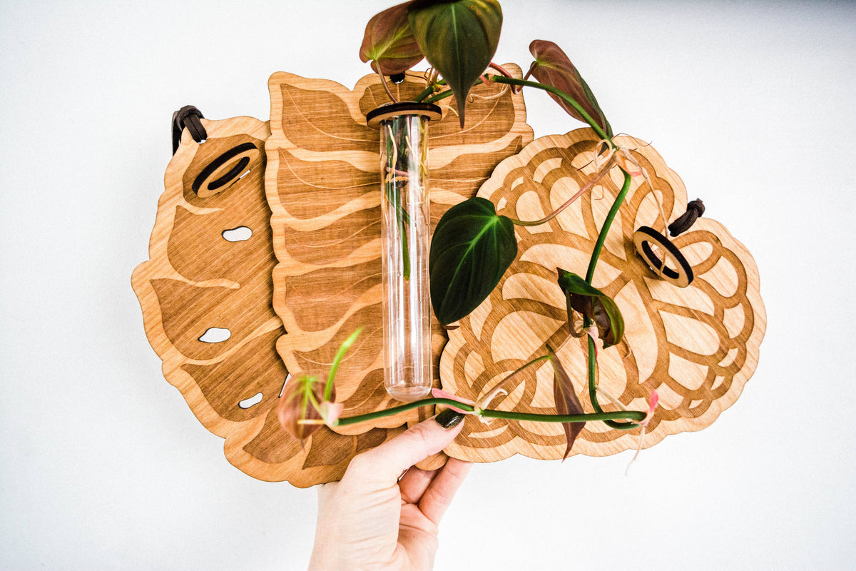 Monstera Deliciosa Plant Hanging Planter Propagation Station